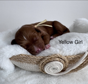 Yellow girl